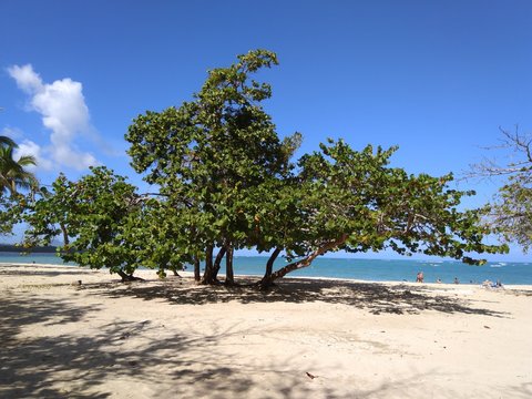 Baum am tropischen Strand in der Dominikanischen Republik in der Karibik
