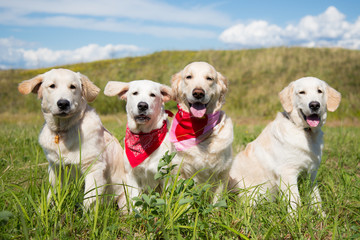 Group of young golden retriever dogs posing in the field in sunny day in summer. Three golden puppy and their mom on the sky and grass background
