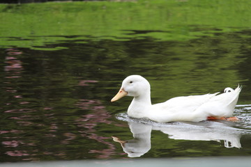 Duck In The Water
