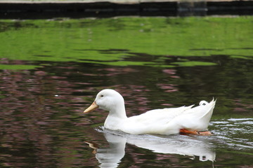 Duck In The Water