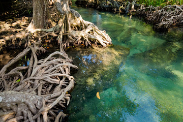 Krabi Tha Pom mangrove reserve