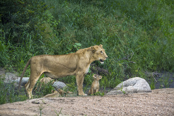 African lion in Kruger National park, South Africa