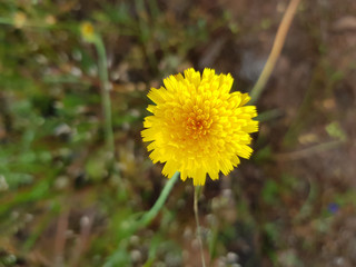 Fiore selvatico