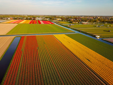 Aerial view of the colorful tflowers  fields at spring in Lisse Netherlands