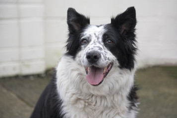 Beautiful smiling black and white sheepdog with an open mouth 