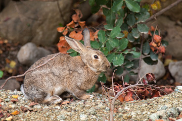 brown rabbit on stony ground amidst dry branches