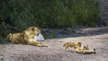 African lion in Kruger National park, South Africa