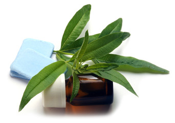 Cymbopogon Palczatka Citronella Zitronengräser 개솔새속 香茅 नीबू घास ...