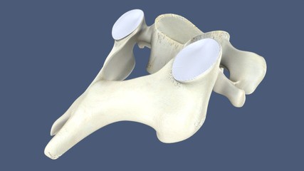 3d illustration of skeleton body  thoracic vertebral