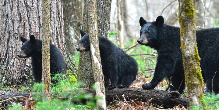 Mom and cubs in Cades Cove, Smokey Mountain National Park, Tennessee