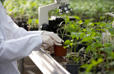Agronomist holding seedling in flower pot in greenhouse