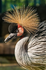 Naklejka premium Crowned Crane