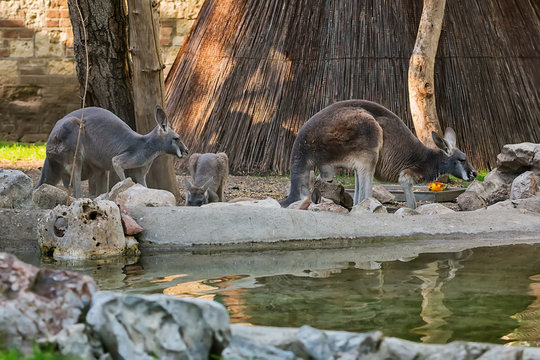 Kangaroo drinking water
