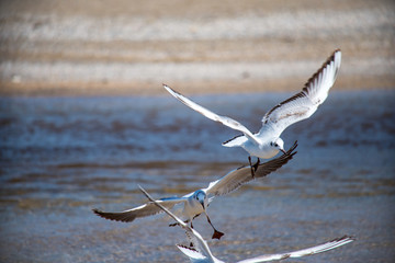 many seagulls birds around the blue sea looking for food