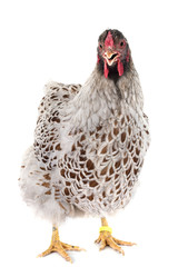 blue-laced Wyandotte chicken in studio