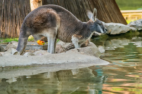 Kangaroo drinking water