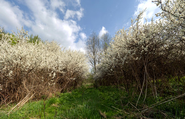 Malownicze krzewy dzikiej śliwy kwitnące na zboczach