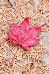 Naklejka na ściany i meble Maple leaves in winter season at Korea