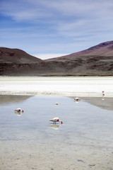Laguna Hedionda in Bolivia