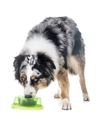 australian shepherd eating