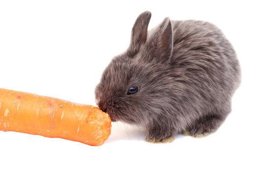 Rabbit gnawing shop
