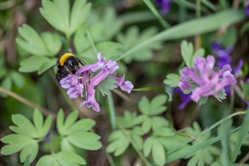 The bee is flying over the violet flowers