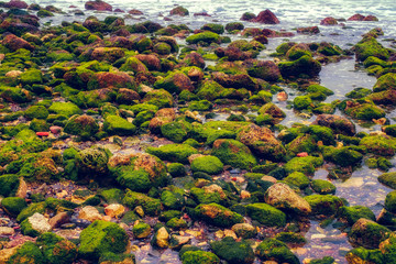 stones with moss on the beach