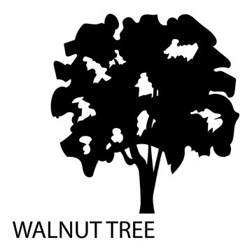Walnut tree icon. Simple illustration of walnut tree vector icon for web
