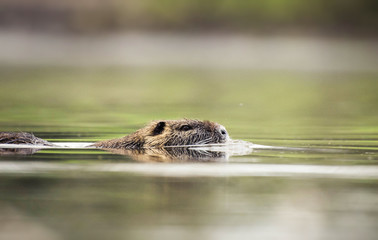 nutria goes over water