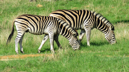 Fototapeta na wymiar 2 Zebra's feeding on green gras