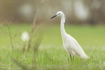 amazing beauty white heron