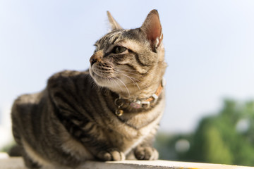 Obraz premium Fat cat sitting on fence in summer sunny day
