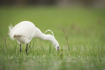 egret with back under water