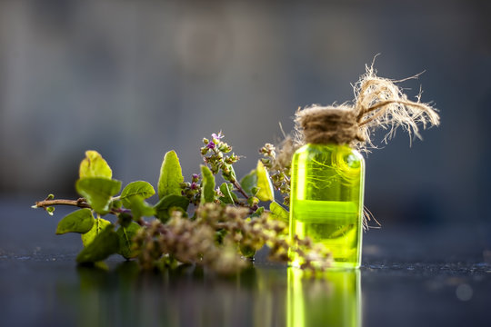 Ayurvedic/ Herbal/ Medicinal essence of herb Tulsi or Holy basil in a transparent bottle with leaves and flowers of holy basil used in medicines of cough, fever and common cold.