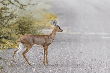 Steenbok in Kruger National park, South Africa