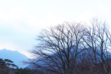 Trees at spring with nature in Korea