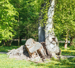 Fototapeta na wymiar Fallen mighty oak in eastern Poland