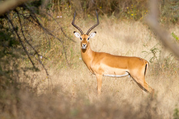 Naklejka na ściany i meble Impala with big horns tanzania africa