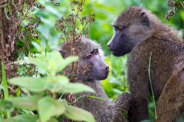 baboons tanzania africa