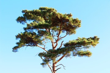 Pine trees at spring with nature, Korea