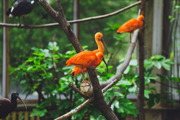 Red bird Ibis