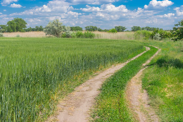 Fototapeta na wymiar Sunny spring landscape with an earth road at the edge of agricultural fields with green wheat near Dnipro city in central Ukraine