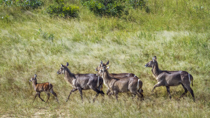 Naklejka na ściany i meble Common Waterbuck in Kruger National park, South Africa