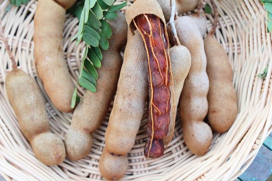 Tamarind fruit is delicious with the nature