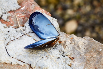 Detail close up of Mussell Shells on rocks on the shoreline