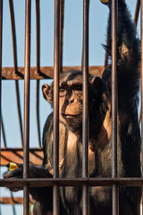 Naklejka premium Chimpanzee in cave