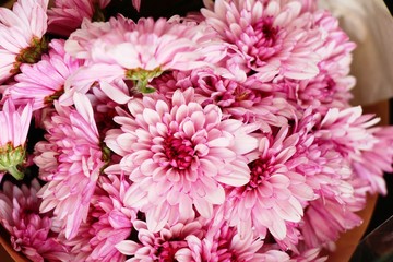 Chrysanthemums flower is beautiful in the garden