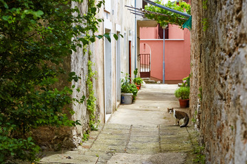 Fototapeta na wymiar Shaded, narrow street with flowers in pots and a cat on the sidewalk. Croatia.