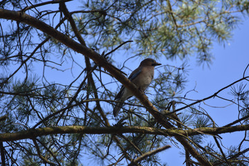 Jay  (Garrulus glandarius)