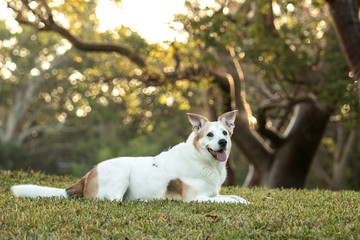 white dog in park